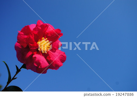 Flowers 19247886