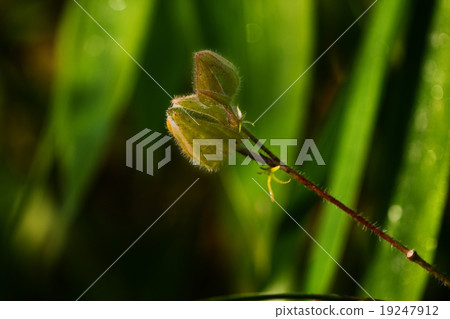 Wild plants Wild plants 19247912