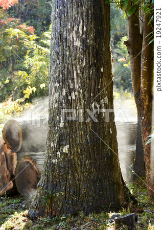 Tree Shrine Mishima tree Tree Shrine Mishima tree 19247921