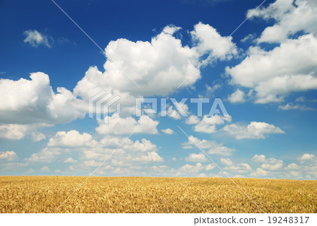 Wheaten field and the sky 19248317