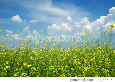 Yellow flower field with blue sky 19248627