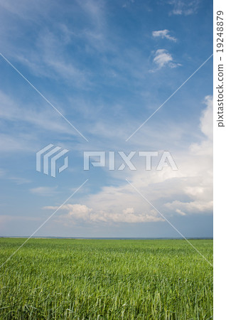 beautiful green field and clouds 19248879