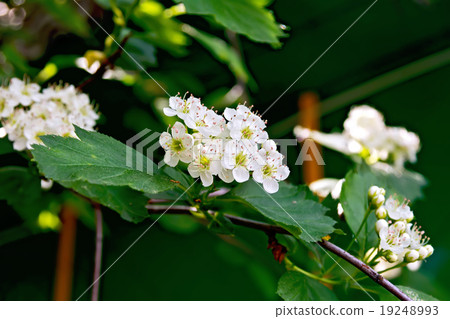Hawthorn flowers Hawthorn flowers 19248993