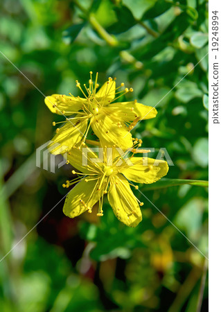Hypericum flower in the grass Hypericum flower in the grass 19248994