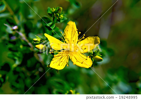 Hypericum Flower Hypericum Flower 19248995