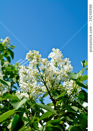 Lilac white Lilac white 19248996