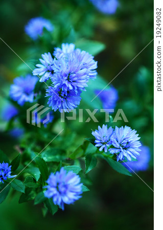 Root of Aster 19249082