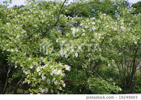 Ibotanoki (water basal tree) 19249803