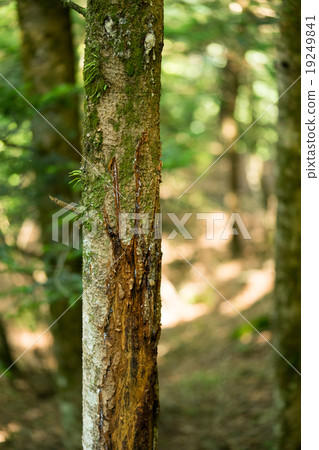 熊的指甲標記 19249841