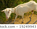 山羊 19249943