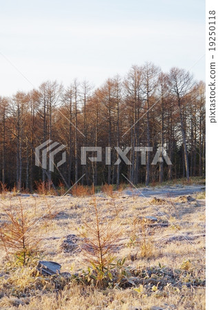 Morning of frosting 19250118