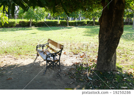 wooden bench under big mango tree 19250286