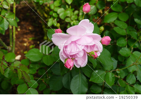 blooming pink rose in the garden blooming pink rose in the garden 19250339