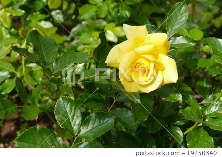 blooming yellow rose blooming yellow rose 19250340