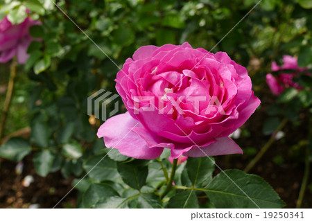 blooming pink rose in the garden blooming pink rose in the garden 19250341