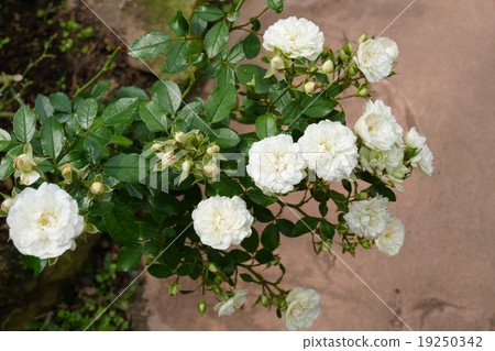 white rose in the garden white rose in the garden 19250342
