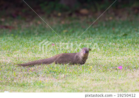 Mongoose in Okinawa 19250412