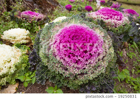 Fresh violet Cabbage plant leaves Fresh violet Cabbage plant leaves 19250831