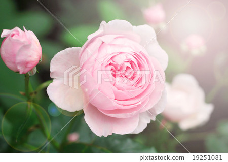 Abstract blur and soft pink rose Abstract blur and soft pink rose 19251081