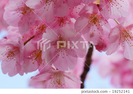 Cherry Blossoms	 19252141