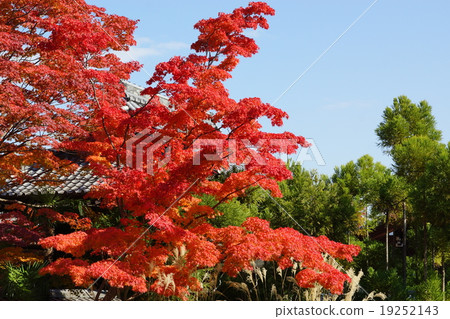 Autumn leaves 19252143