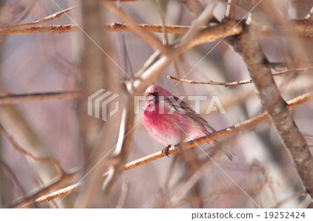 Freshwater fish 19252424