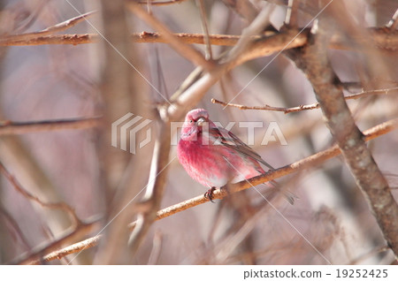 Freshwater fish 19252425