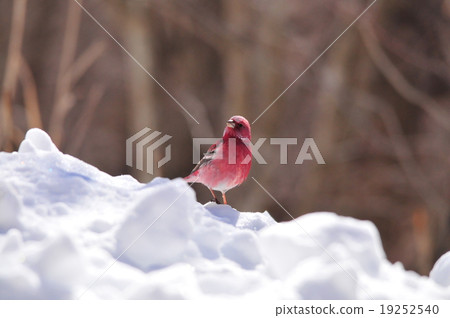 淡水魚 淡水魚 19252540