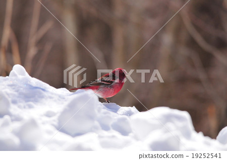 Freshwater fish 19252541