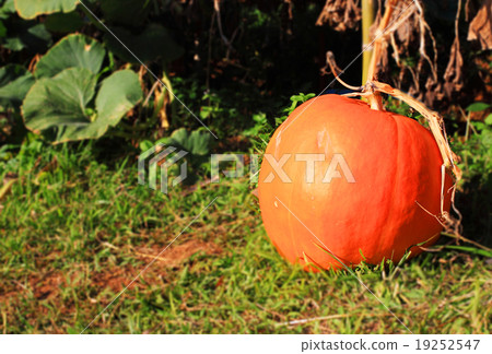 Big pumpkin 19252547