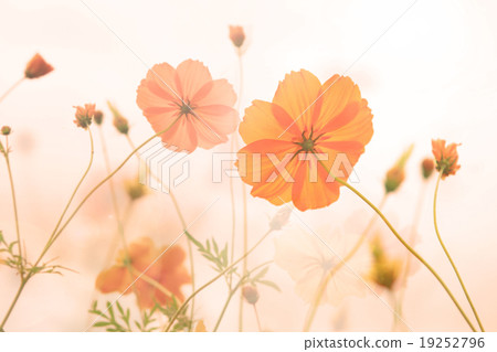Blur and soft Yellow cosmos flower Blur and soft Yellow cosmos flower 19252796