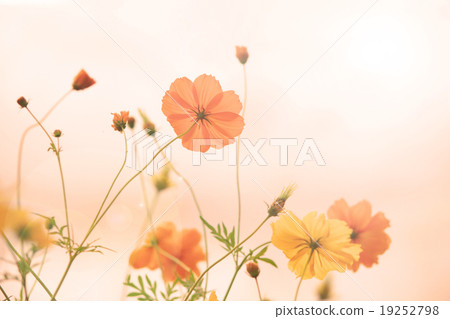 Blur and soft Yellow cosmos flower Blur and soft Yellow cosmos flower 19252798