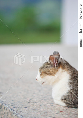 A sleeping Thai cat 19252818