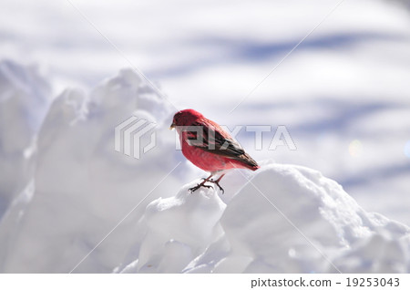 Freshwater fish 19253043