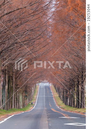 Metasequoia Tree Line Metasequoia Tree Line 19253044