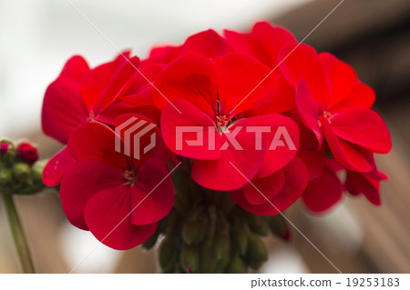Geranium Geranium 19253183