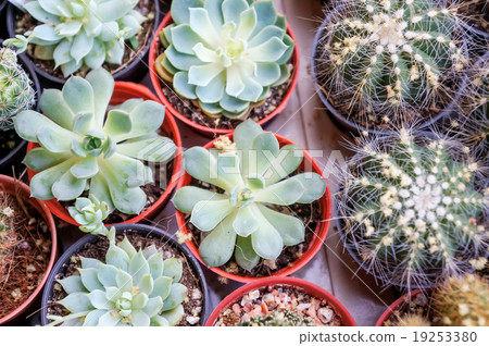 Cactus collection in small flower pots. Cactus collection in small flower pots. 19253380