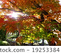 Autumn leaves in Kyoto 19253384