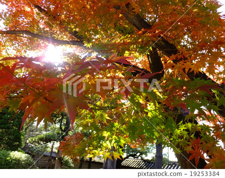 Autumn leaves in Kyoto 19253384