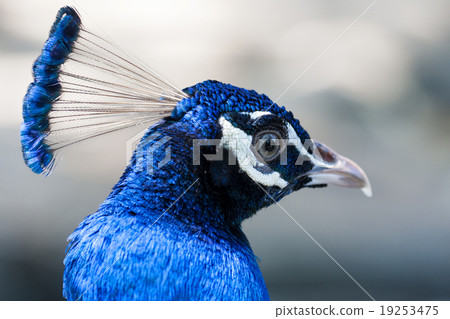 Close up image of a blue male peacock or peafowl Close up image of a blue male peacock or peafowl 19253475
