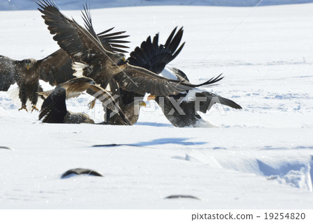 Birds of prestige of Feng Luong (ogre, eagle and Tobi) / Hokkaido Seikai Birds of prestige of Feng Luong (ogre, eagle and Tobi) / Hokkaido Seikai 19254820