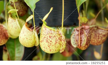 Nepenthes, Tropical pitcher plants and monkey cups Nepenthes, Tropical pitcher plants and monkey cups 19255251