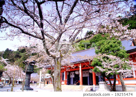 在Kurama寺(京都Sakyo Ward)盛開的櫻花 在Kurama寺(京都Sakyo Ward)盛開的櫻花 19255474