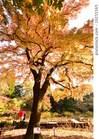 Fu colored leaves Fu colored leaves 19255565