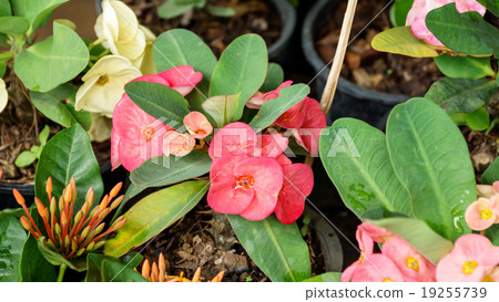 Euphorbia milii Flower in a garden 19255739