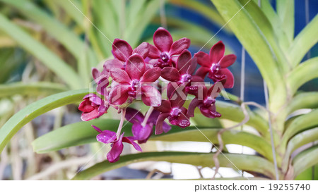 violet orchid in the garden 19255740