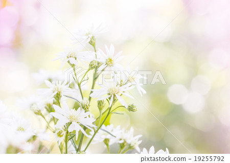 White cutter flower 19255792