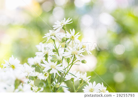 White cutter flower 19255793