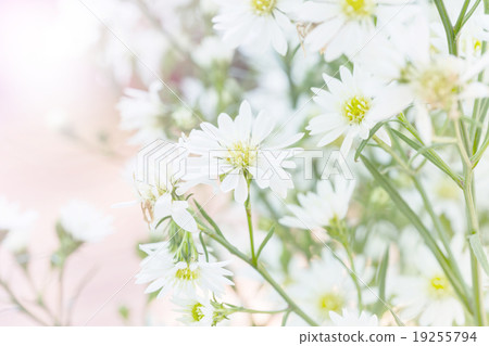 White cutter flower 19255794