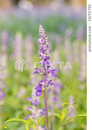 Salvia flower in the garden  19255795